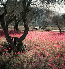 lartigue_01