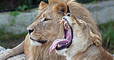 zoo_salzburg