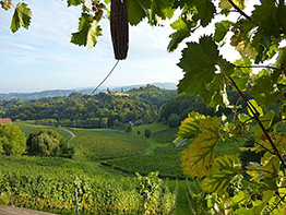 golden_hill_01.jpg