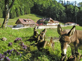 hochsteinalm_1
